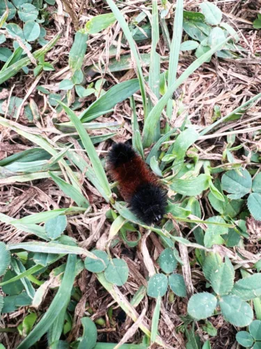 The myth of the woolly bear  caterpillar’s winter forecast